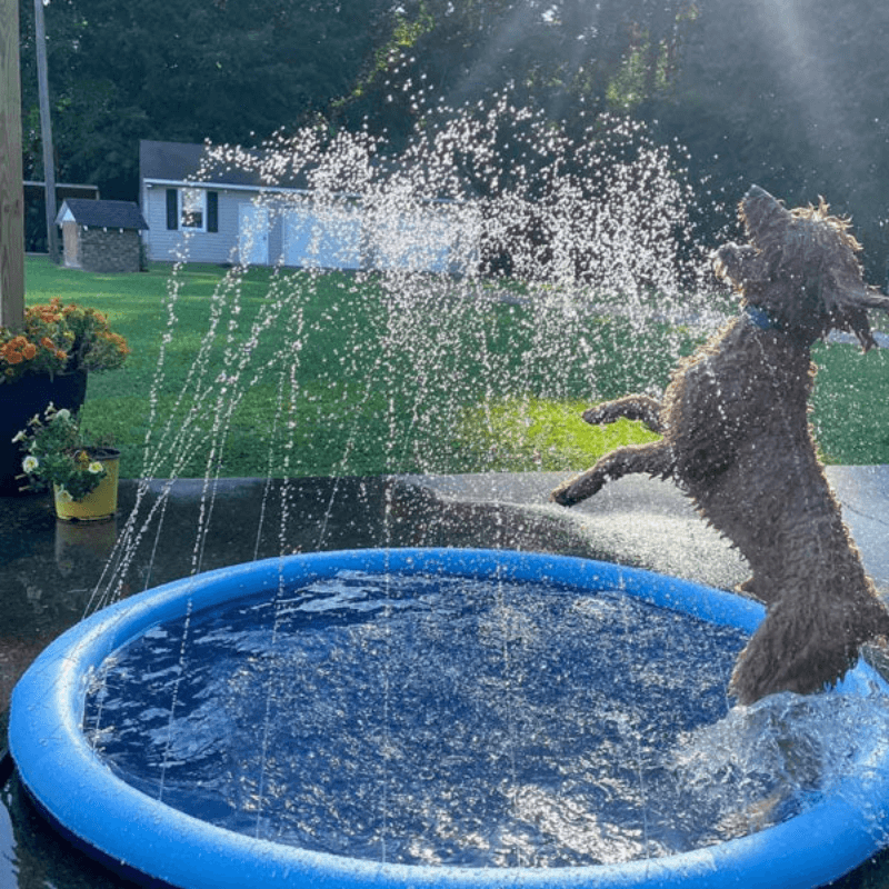 Aquapaws™ Splash Pad - Best Selling Dog Products and Pet Essentials Collection Free Shipping Worldwide