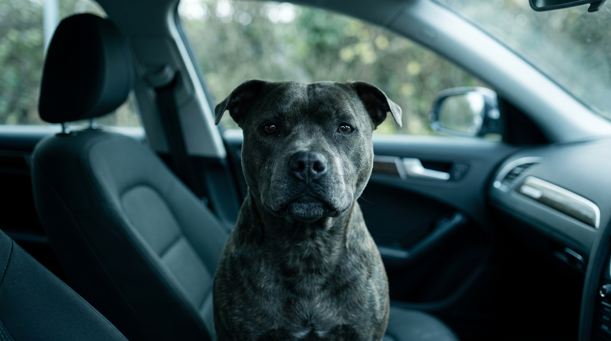 Brindle Staffordshire Bull Terrier sitting calmly inside a parked car