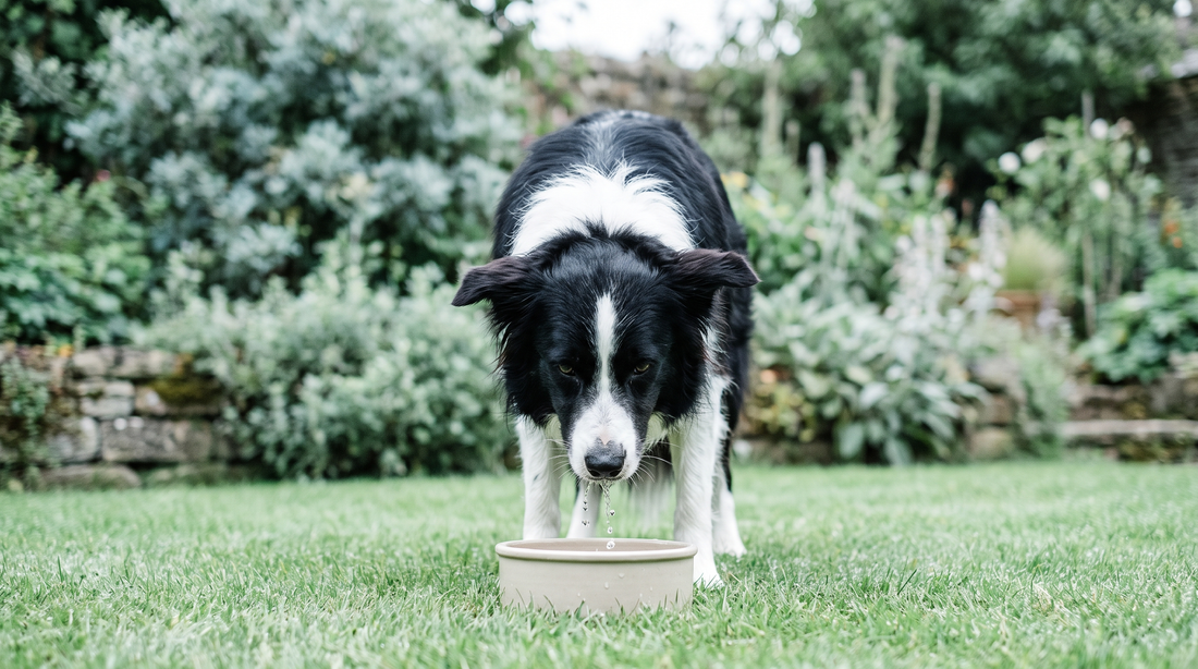 Border Collie drinking from a water bowl on grass with droplets falling from its muzzle