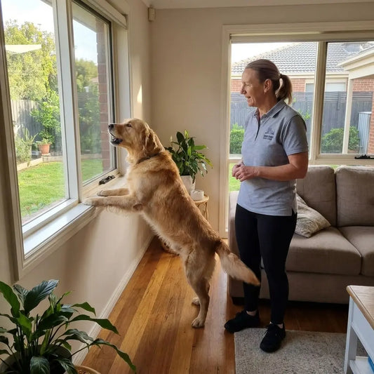 A dog barking at the window inside a suburban Australian home