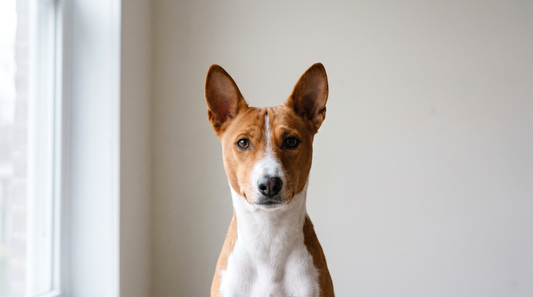 A Basenji, a short-coated low-shedding dog breed
