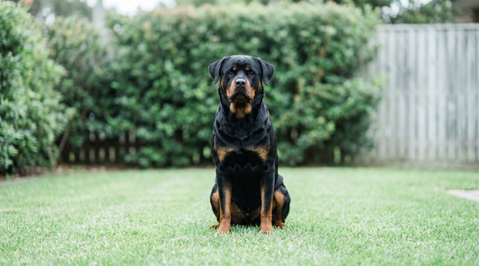 Rottweiler sitting calmly on a green front lawn in a suburban garden