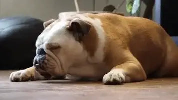 Zoomiball™ Toy for Active Dogs