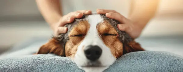 Grooming & Hygiene