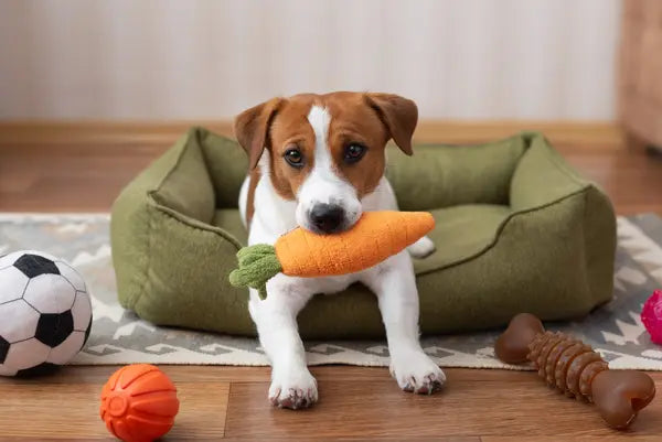 Toys, Feeding & Enrichment