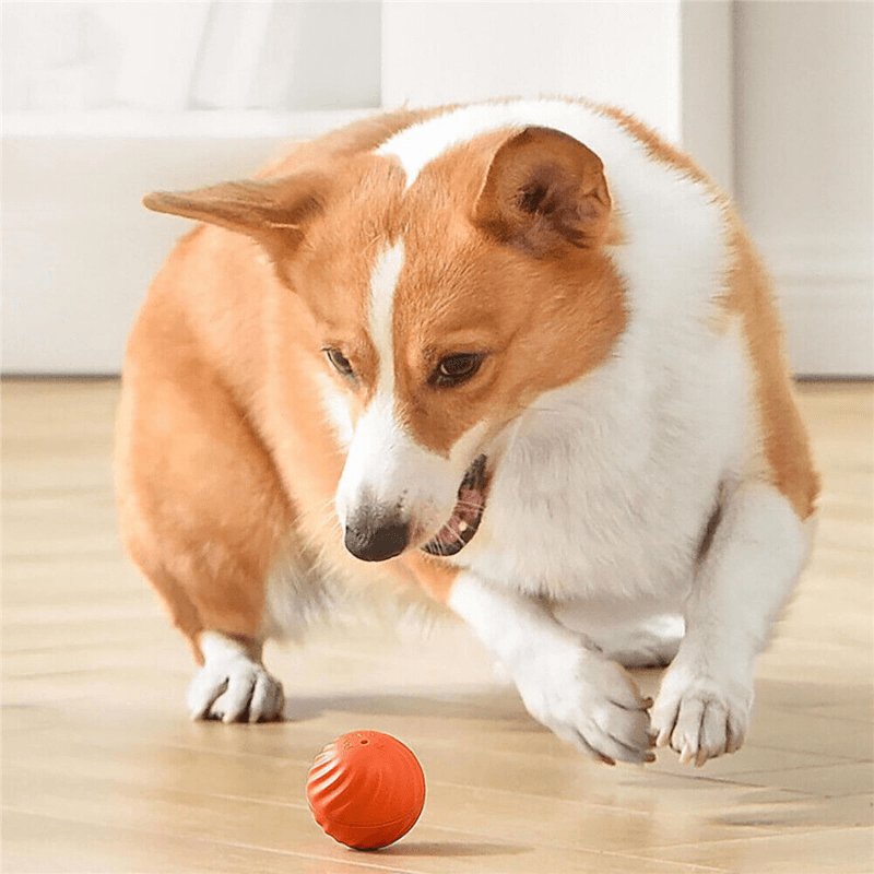 Pet Moviball