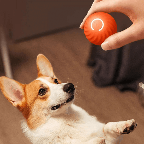 Pet Moviball