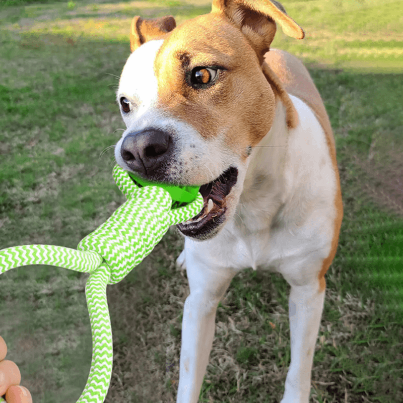 TugPaws™  Bungee Tug Rope