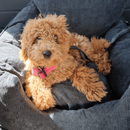 PawRide™ Dog Car Seat