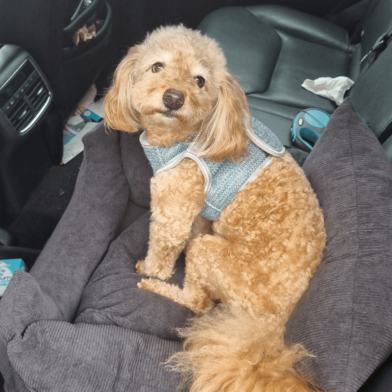 PawRide™ Dog Car Seat