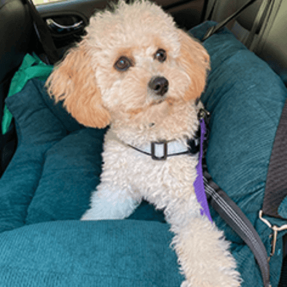 PawRide™ Dog Car Seat