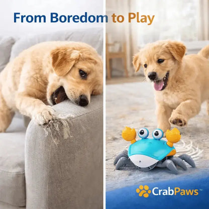 Crabpaws™ Interactive Moving Toy for Dogs - Dog Products at Hunter’s Doggy Shop Free Shipping Worldwide