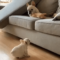 Pawsramp™ Easy Climb Comfort