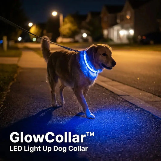 GlowCollar™ LED Light Up Dog Collar glowing blue on a dog during a night walk
