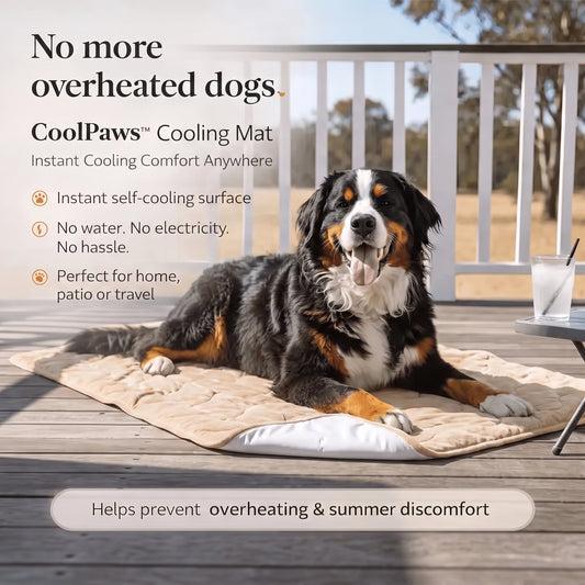 CoolPaws dog cooling mat in beige on a sunny timber deck with a Bernese Mountain Dog resting on it