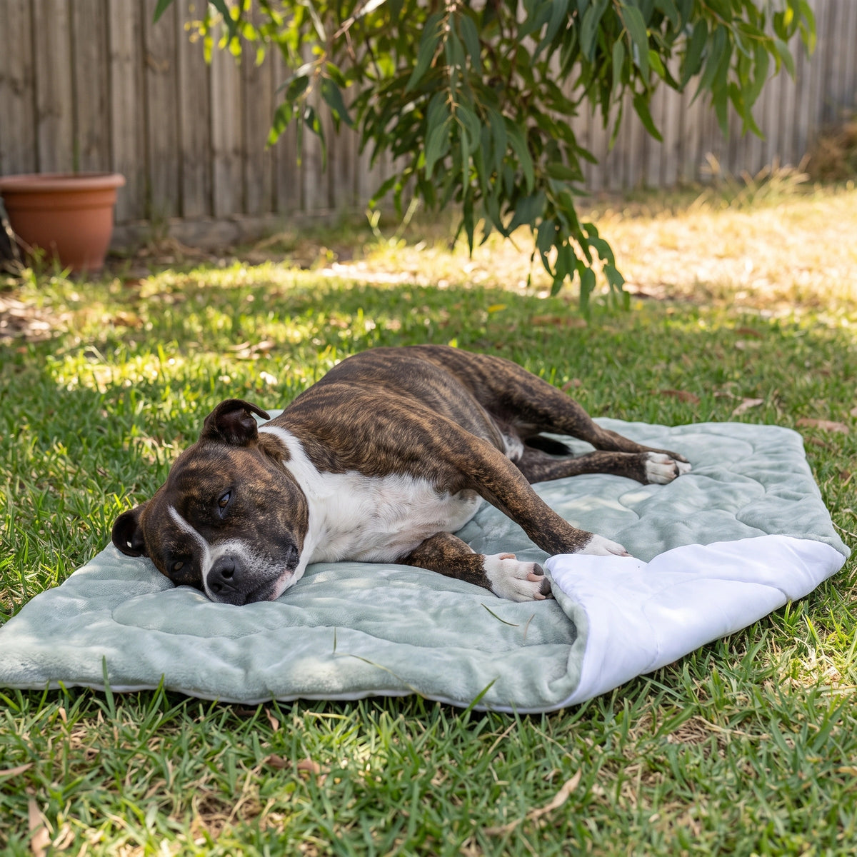 Green CoolPaws dog cooling mat on backyard grass under a gum tree with a Staffy stretched out in the shade