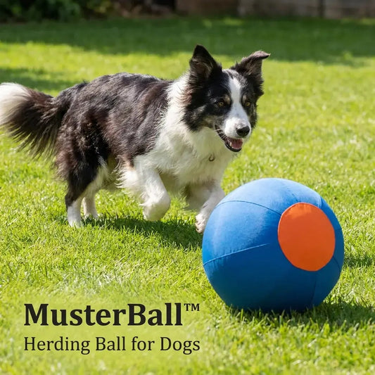 MusterBall™ herding ball for dogs with Border Collie on grass