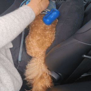 Pawride™ Dog Car Seat - Products at Hunter’s Doggy Shop Free Shipping Worldwide