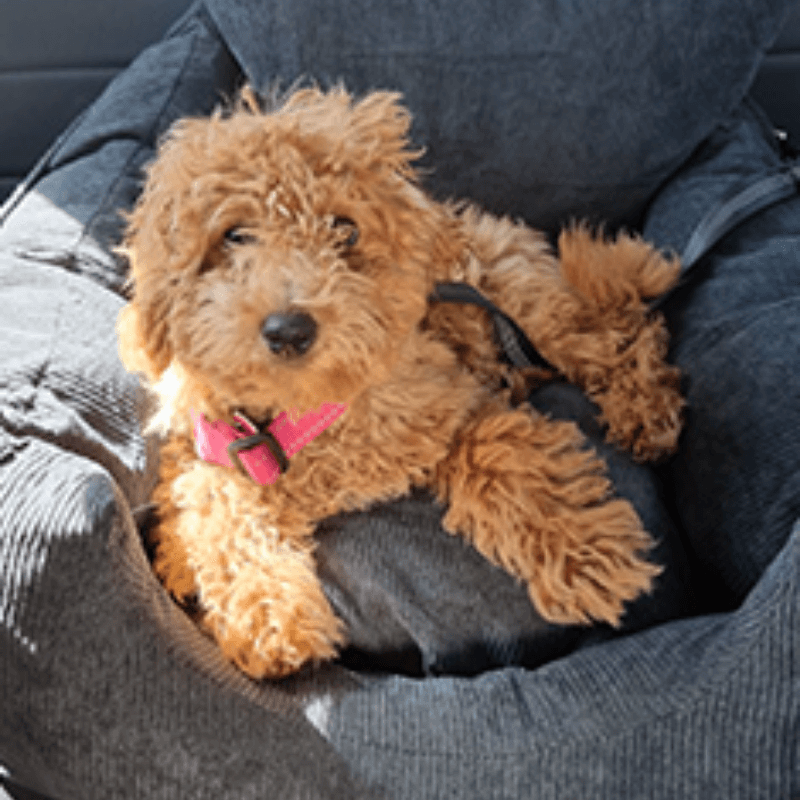 Pawride™ Dog Car Seat - Products at Hunter’s Doggy Shop Free Shipping Worldwide