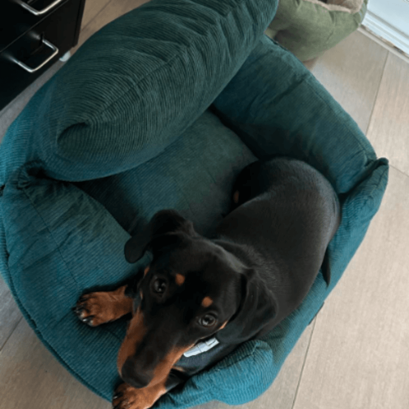 Pawride™ Dog Car Seat - Products at Hunter’s Doggy Shop Free Shipping Worldwide