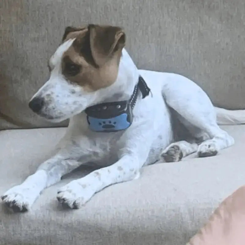 Peacefulpaws™ Calm Support Collar - Dog Products at Hunter’s Doggy Shop Free Shipping Worldwide