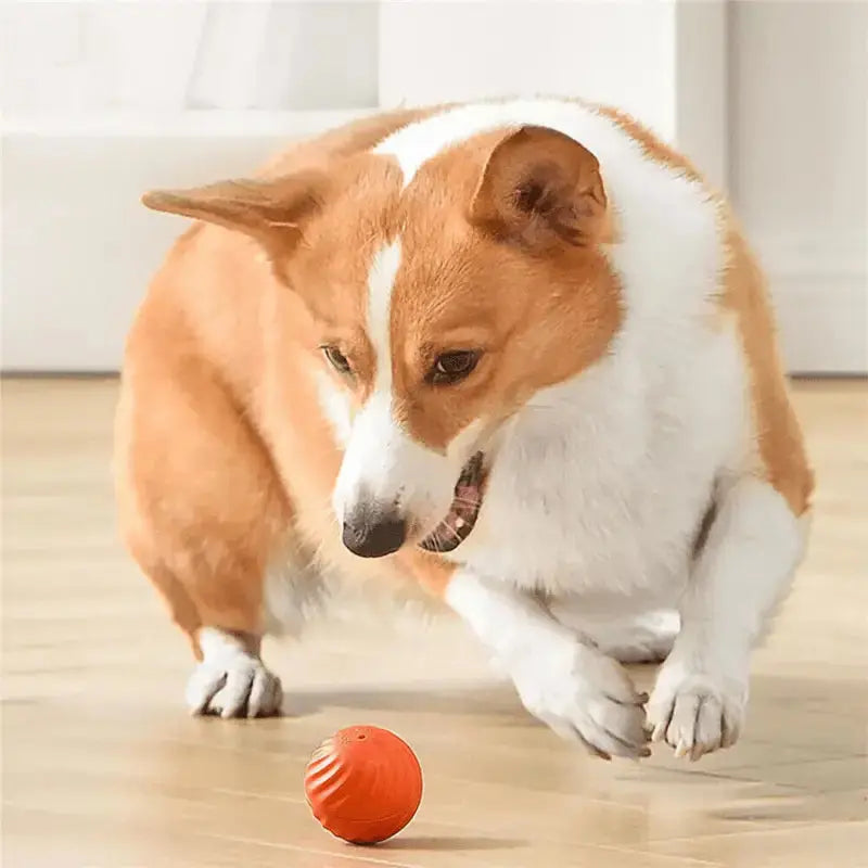Pet Moviball™ Move. Light. Stimulate - Dog Products at Hunter’s Doggy Shop Free Shipping Worldwide