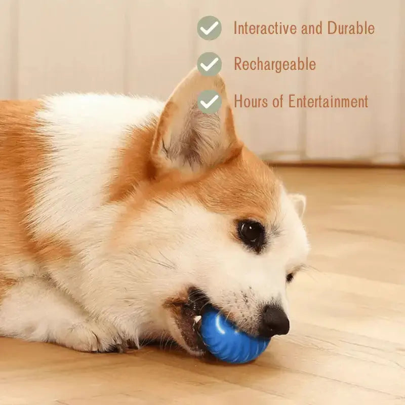 Zoomie Zoom Bundle for Joyful Dog Playtime - Products at Hunter’s Doggy Shop Free Shipping Worldwide
