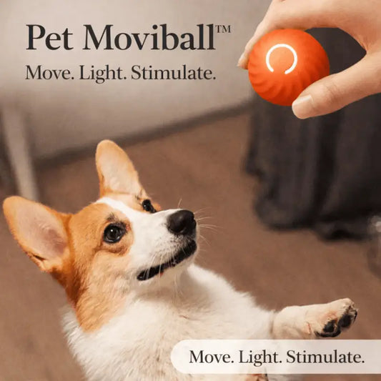 Pet Moviball™ Move. Light. Stimulate - Dog Products at Hunter’s Doggy Shop Free Shipping Worldwide