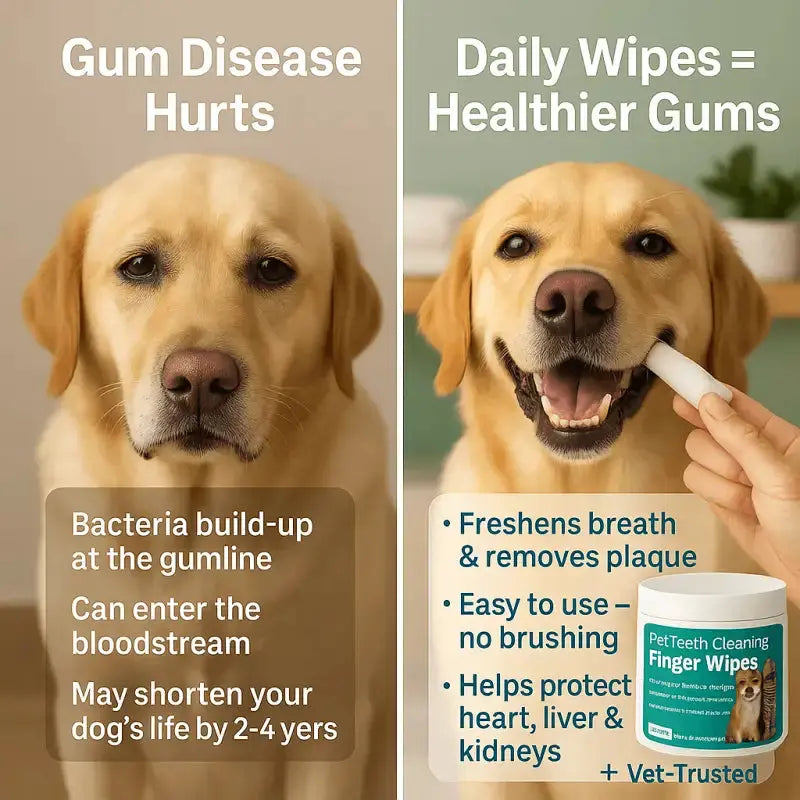 Puppyessentials™ Starter Pack - Dog Products at Hunter’s Doggy Shop Free Shipping Worldwide