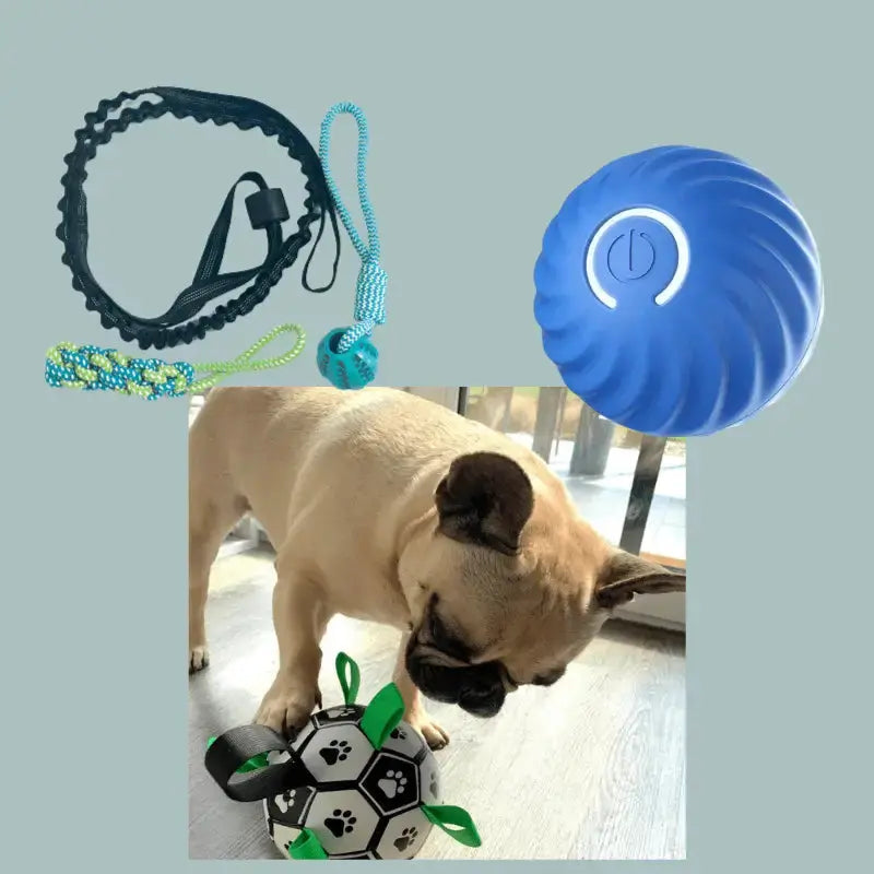 Zoomie Zoom Bundle for Joyful Dog Playtime - Blue - Products at Hunter’s Doggy Shop Free Shipping Worldwide