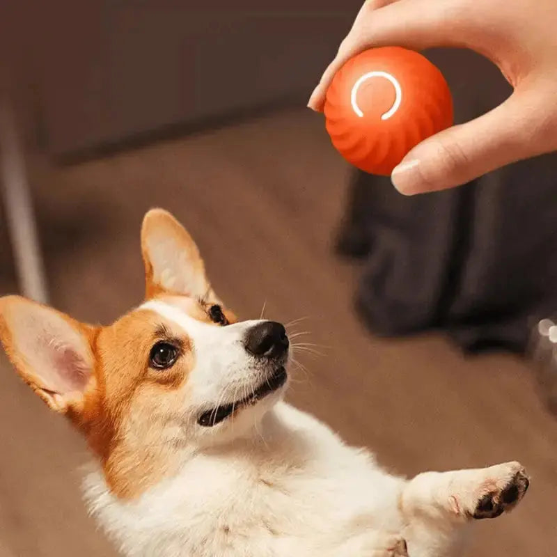 Zoomie Zoom Bundle for Joyful Dog Playtime - Products at Hunter’s Doggy Shop Free Shipping Worldwide